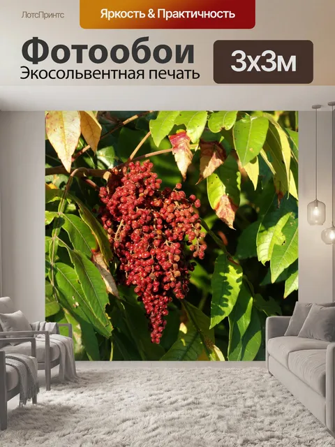 Фотообои Сумак Ягоды и зеленые листья