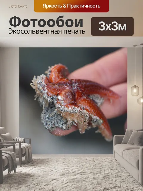Фотообои Морская звезда