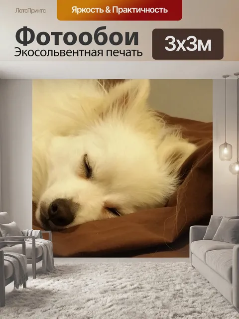Фотообои Спящая собака Белый Поморская