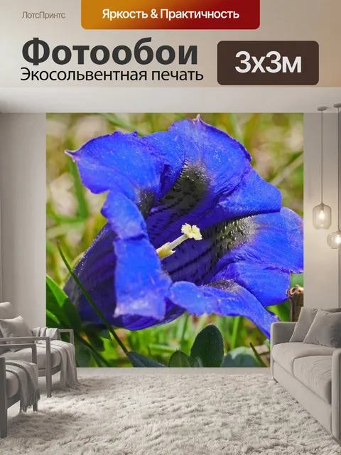 Фотообои Альпийские цветы