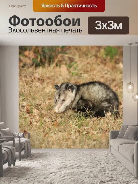 Фотообои Опоссум в профиле травы
