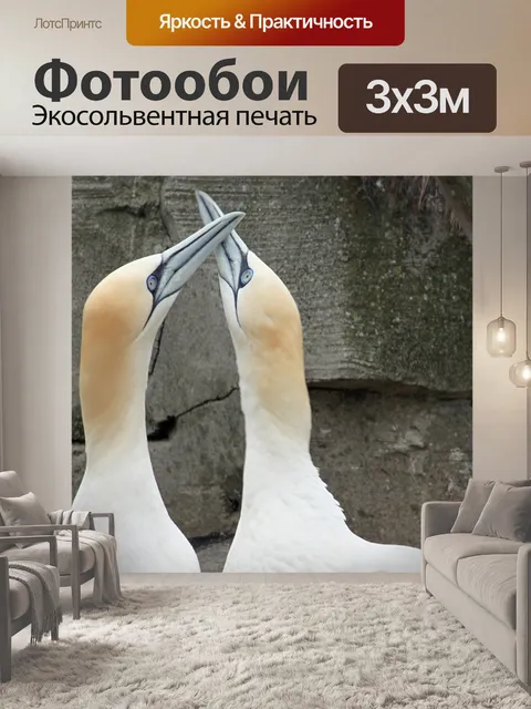 Фотообои Северная олуша