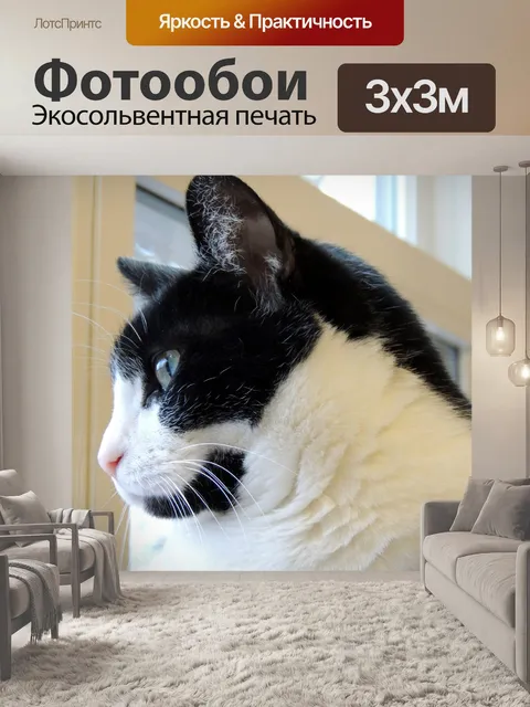 Фотообои Cat просмотра окна