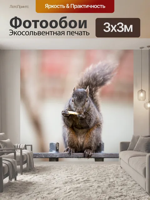 Фотообои белочка