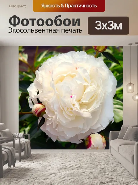 Фотообои Пион