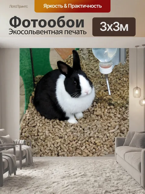 Фотообои Милый кролик