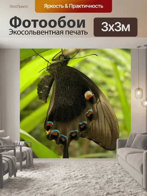 Фотообои Бабочка