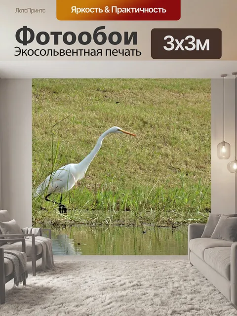 Фотообои Большая белая цапля у пруда крупным план