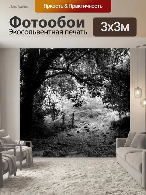 Фотообои Черно-белый - тропинка в лесу