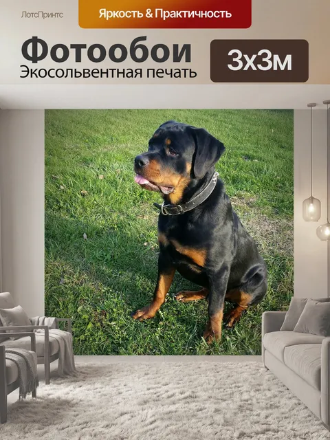 Фотообои Ротвейлер