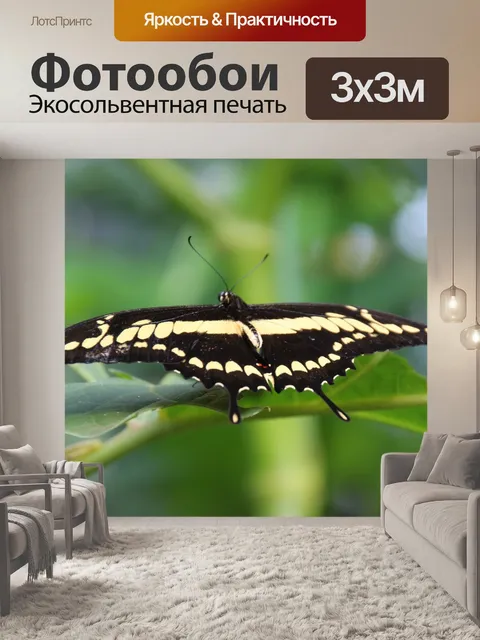 Фотообои Бабочка