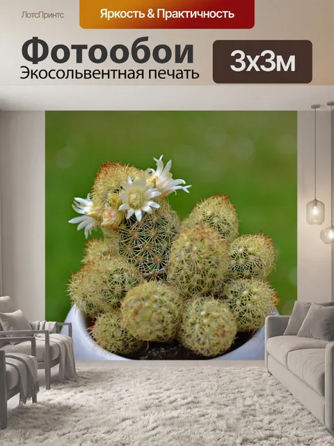 Фотообои Кактус