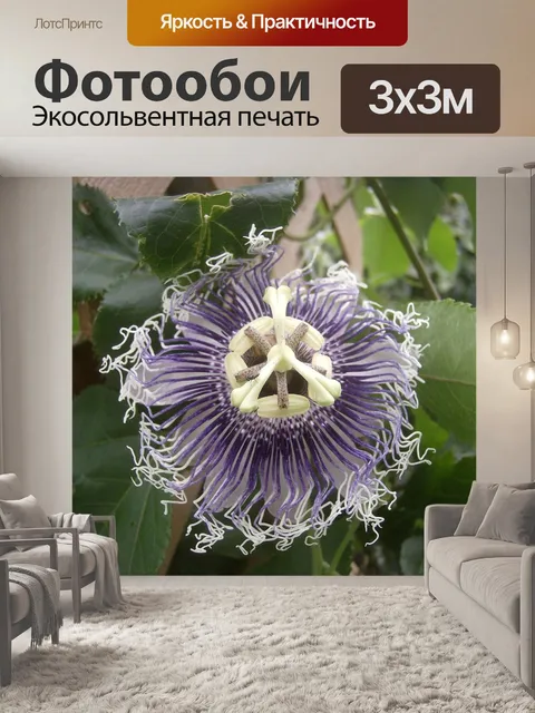 Фотообои Цветок