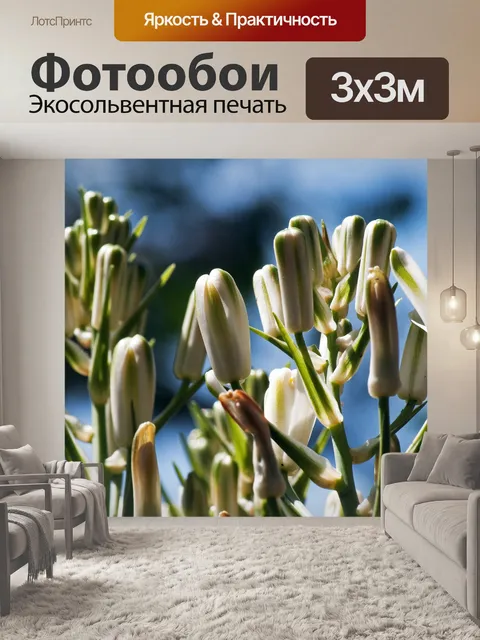 Фотообои белые и зеленые бутоны лилии слизи