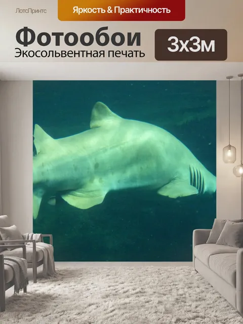 Фотообои Бык акула назад