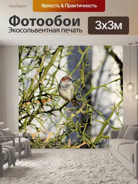 Фотообои Маленькая птичка