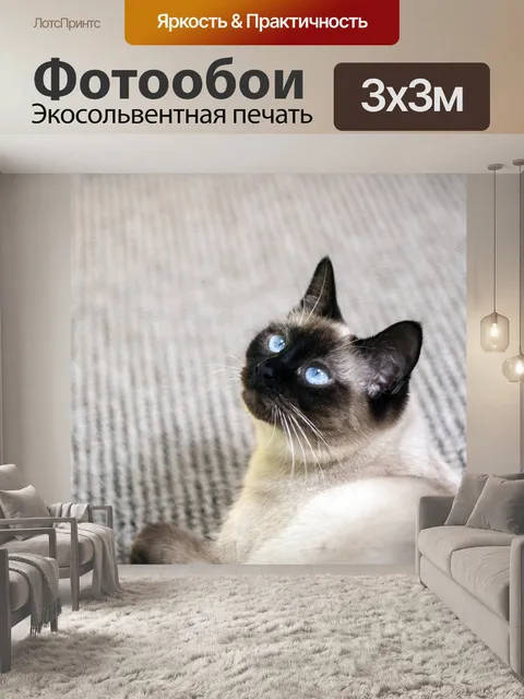 Фотообои Кошка