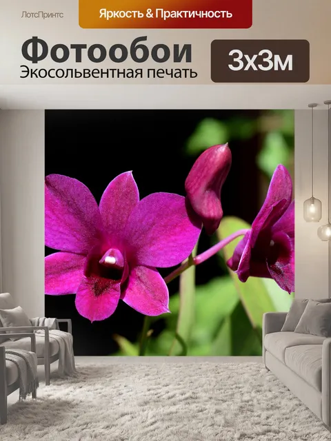 Фотообои Орхидеи