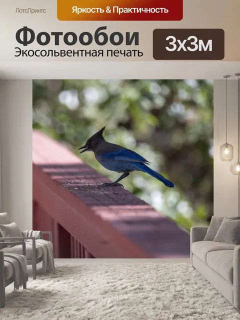 Фотообои Голубая сойка