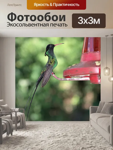 Фотообои Колибри