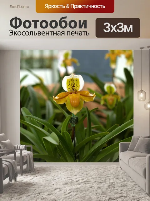 Фотообои Фото цветка орхидеи