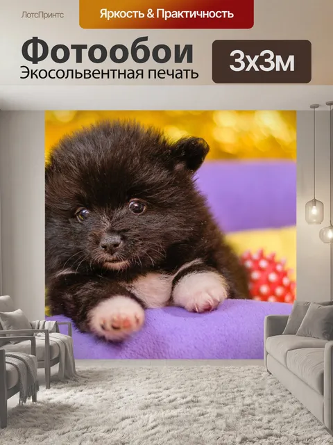 Фотообои Шпиц щенки