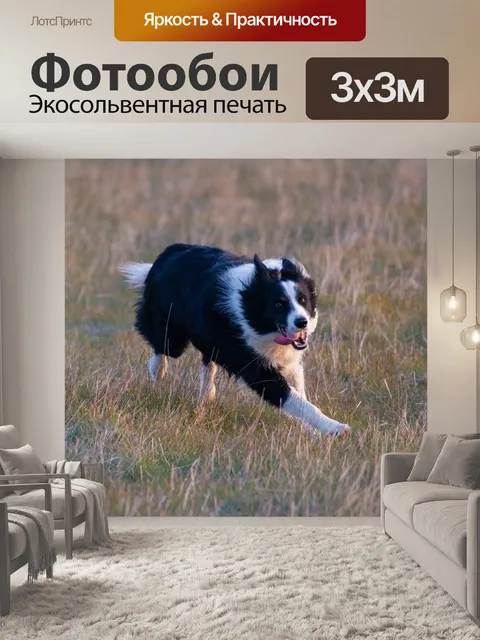 Фотообои Бордер-колли