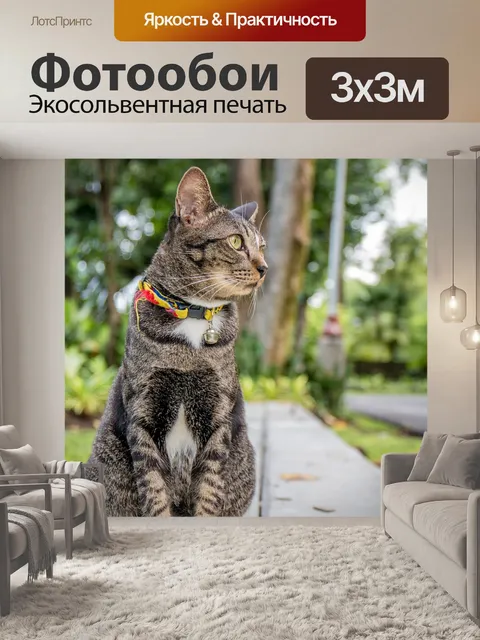Фотообои Кот