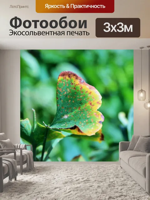Фотообои Как бабочка, гинкго билоба