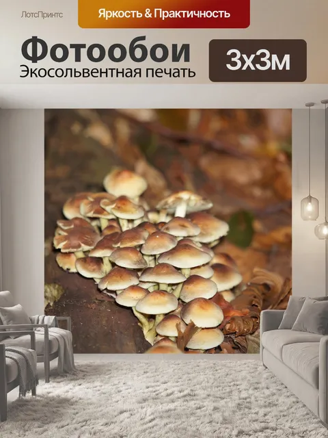Фотообои Лес