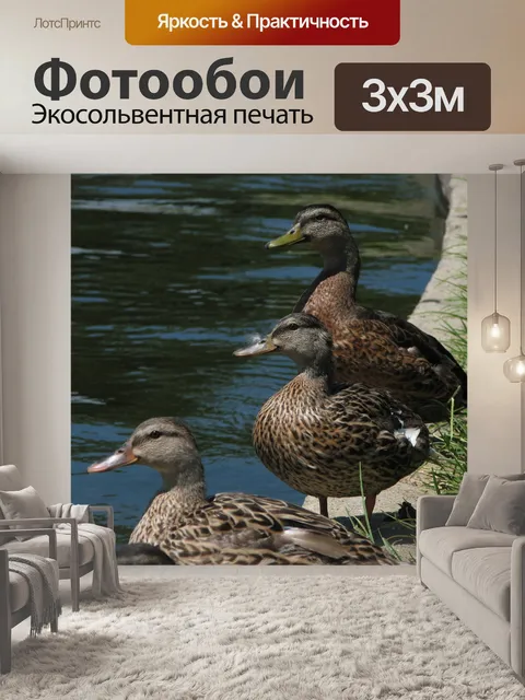 Фотообои Утки кряквы на берегу озера