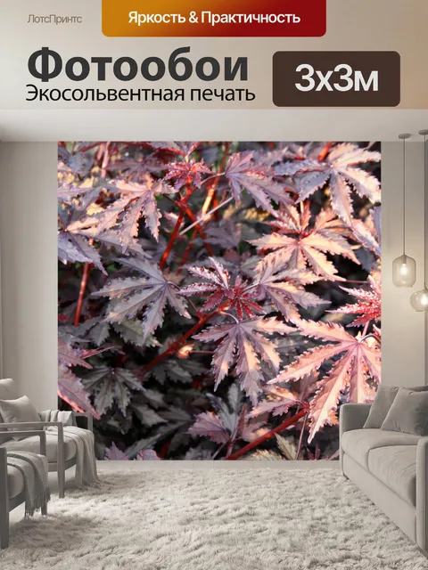 Фотообои красные листья гибискуса
