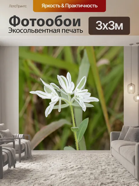 Фотообои Снег на горах Полевые цветы