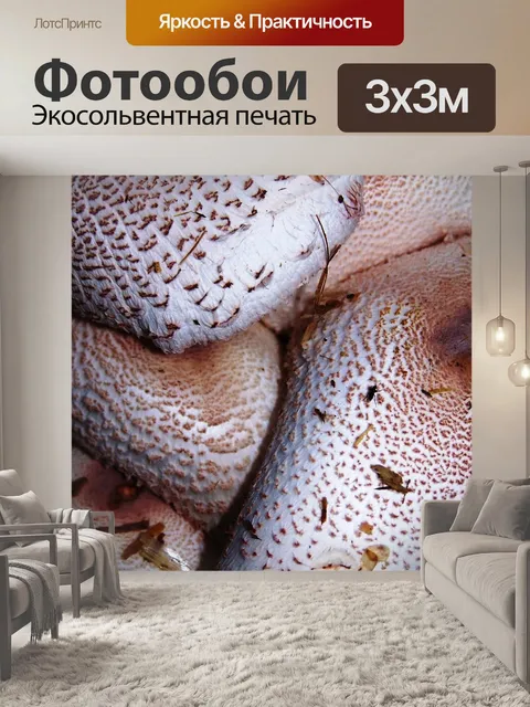 Фотообои Грибы