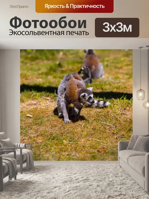 Фотообои Кошачий лемур