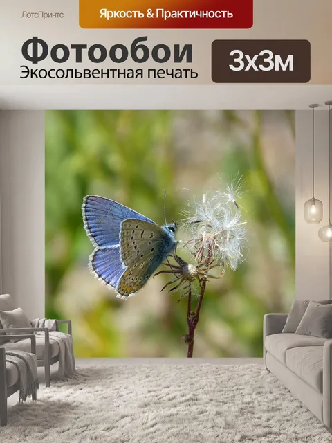 Фотообои Голубая бабочка