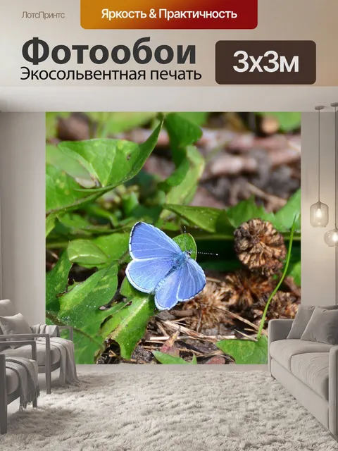 Фотообои Голубой голубоватый