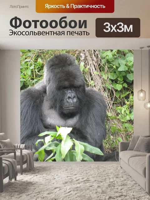 Фотообои Горилла