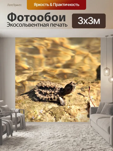 Фотообои Черепаха на скале