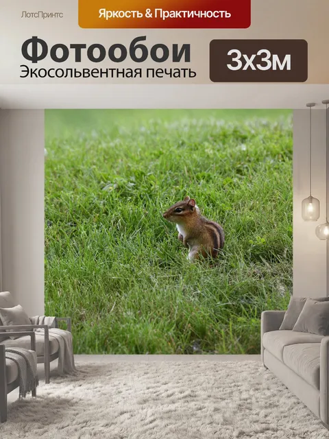 Фотообои Бурундук