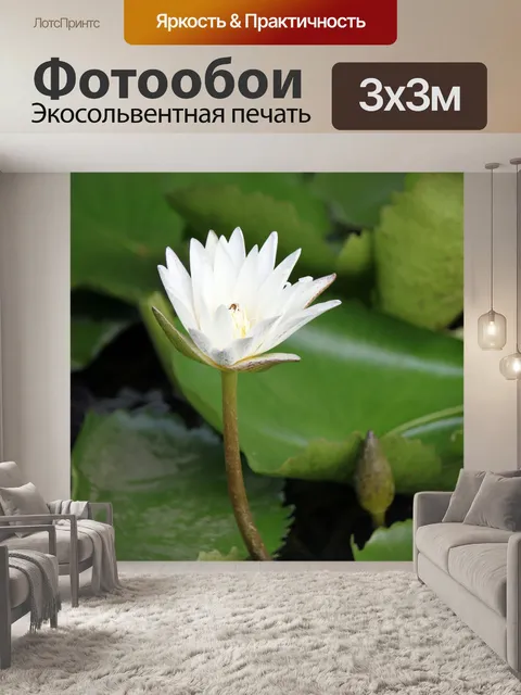 Фотообои Белый лотос цветок с пчелой внутри