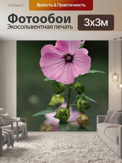 Фотообои Цветок мальвы розовый фотография