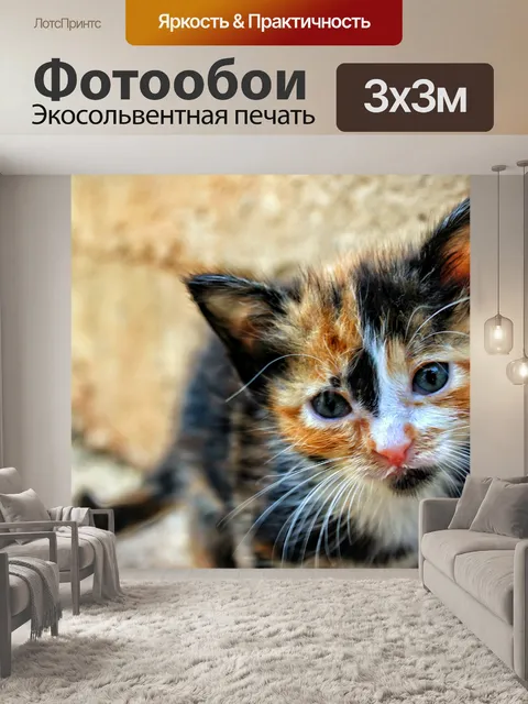 Фотообои Милый котенок младенца Cat