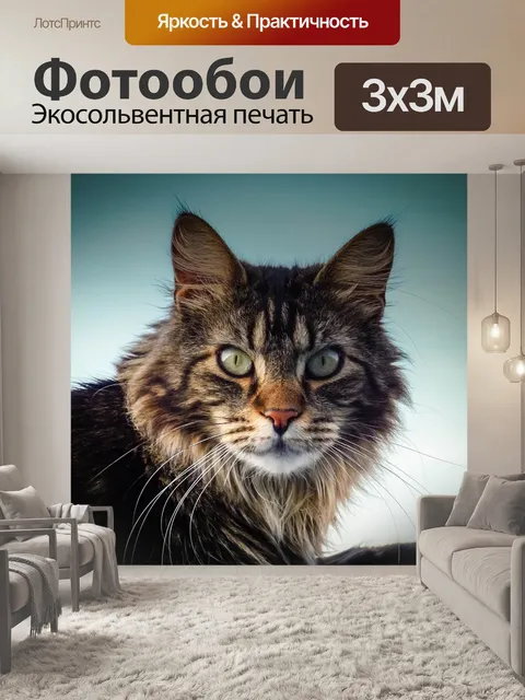Фотообои Кошка мейн-кун