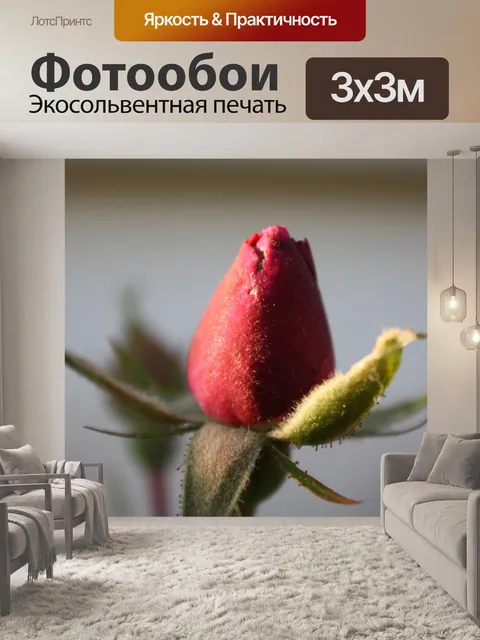 Фотообои Одноместный Красная роза Бад