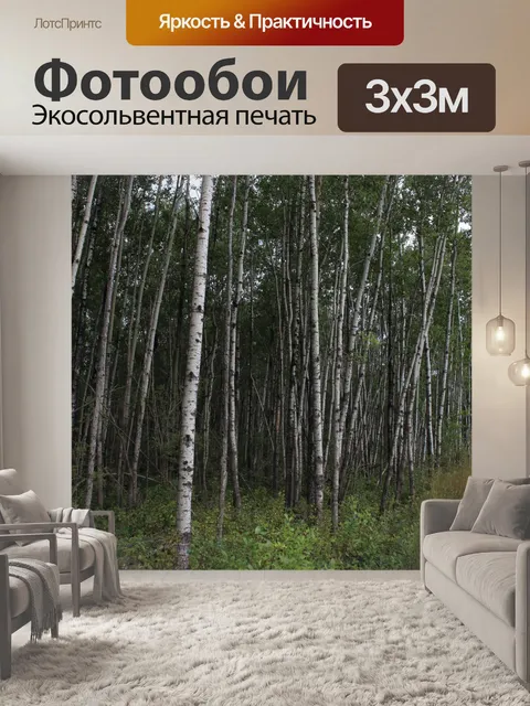 Фотообои Белый Тополь Дерево Дрожание Aspen