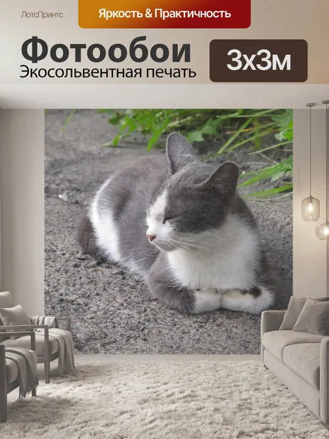 Фотообои Кошка