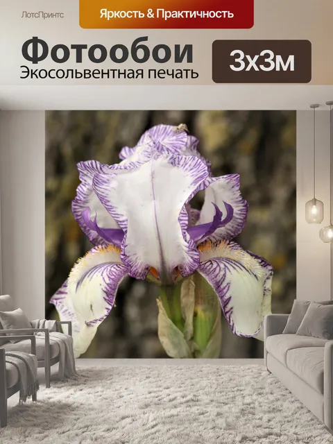 Фотообои Фиолетовый и белый бородатый ирис
