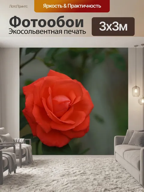 Фотообои Красная роза