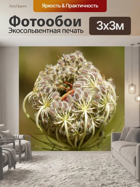Фотообои Daucus carota